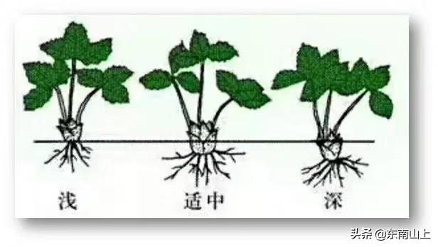 草莓种植最早科技